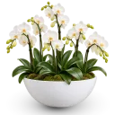 Elegantní sesadba orchideí